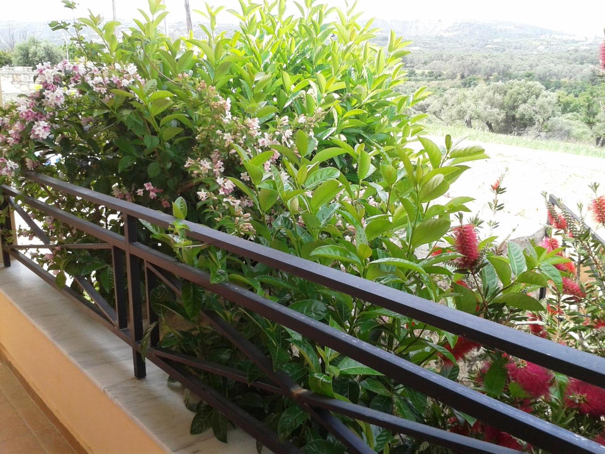 Helidonia Villas Pigi  ห้อง รูปภาพ